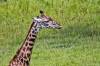 AKL-Giraffe.jpg