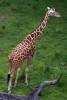 Giraffe_Regal_at_AKL_CL.jpg
