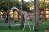 Sanaa_Overlook_Giraffe.jpg