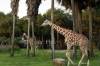 Sanaa_Overlook_Giraffe_1.jpg