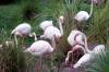 Flamingos_at_Jambo_House_2.jpg