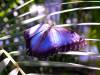 St-Maarten-Butterfly.jpg