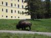 Bison-Yellowstone_inn_lawn.jpg