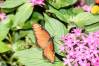 Epcot_005_Butterfly_Garden_03_1_of_1_.jpg
