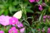 Fairy_Butterfly_Garden_10_1_of_1_.jpg