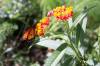 monarch_butterfly.jpg