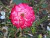 epcot-WSW-pink-rose.jpg