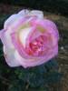 epcot-WSW-white-pink-rose.jpg