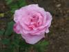 epcot-pink-rose.jpg