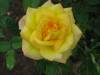 epcot-yellow-rose.jpg