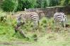 Kilimanjaro_Safari_37_Zebras_1_of_1_.jpg