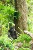 Pangani_Forest_Trail_22_Gorillas_Lily_1_of_1_.jpg
