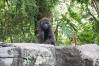 Pangani_Forest_Trail_33_Gorillas_Lily_1_of_1_.jpg
