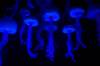 Jellyfish_at_The_Seas_with_Nemo_and_Friends.jpg