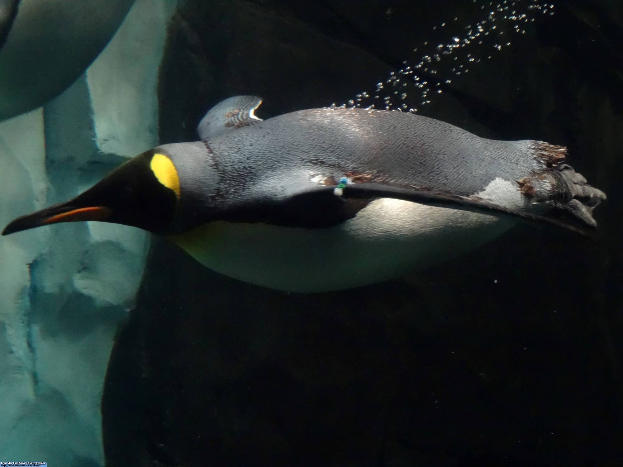 Explore Antarctica: Empire of the Penguin at SeaWorld Orlando | PassPorter.com